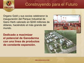 Exclusivo y Poderoso Ingrediente100% Certificado Orgánico                 Ganoderma LucidumMás de 4,000 años de historia,originalmente reservado para los “Reyes”.Considerado por los chinos como el “Rey de las Hierbas” ó la “Hierba Milagrosa,” debido a su capacidad de ayudar al cuerpo   a mejorar la habilidad de curación y dar longevidad.Con más de 150 antioxidantes y fitonutrientes,    Ganoderma Lucidum es lo más cercano a la    perfección nutricional encontrada en la naturaleza.