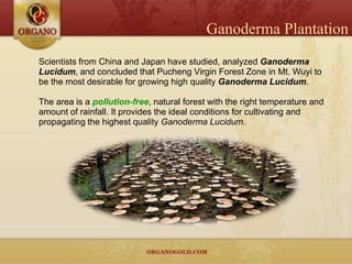 Ganoderma Plantation
Scientists from China and Japan have studied, analyzed Ganoderma
Lucidum, and concluded that Pucheng Virgin Forest Zone in Mt. Wuyi to
be the most desirable for growing high quality Ganoderma Lucidum.

The area is a pollution-free, natural forest with the right temperature and
amount of rainfall. It provides the ideal conditions for cultivating and
propagating the highest quality Ganoderma Lucidum.
 