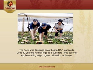 The Farm was designed according to GAP standards.
Uses 30-year-old natural logs as a substrate (food source).
   Applies cutting edge organic cultivation technique.
 