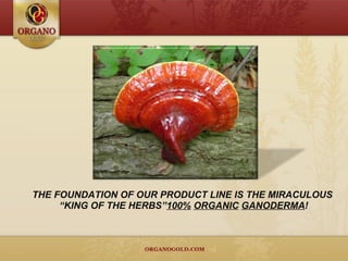 THE FOUNDATION OF OUR PRODUCT LINE IS THE MIRACULOUS  “ KING OF THE HERBS” 100%   ORGANIC   GANODERMA ! 