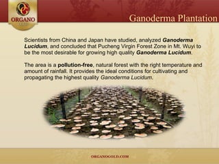 Scientists from China and Japan have studied, analyzed  Ganoderma Lucidum , and concluded that Pucheng Virgin Forest Zone in Mt. Wuyi to be the most desirable for growing high quality  Ganoderma Lucidum .  The area is a  pollution-free , natural forest with the right temperature and amount of rainfall. It provides the ideal conditions for cultivating and propagating the highest quality  Ganoderma Lucidum . Ganoderma Plantation 