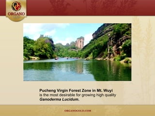 Pucheng Virgin Forest Zone in Mt. Wuyi  is the most desirable for growing high quality  Ganoderma Lucidum .  