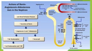 Serum sodium concentration regulation
 