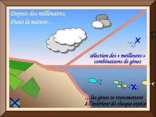 Depuis des millénaires,
Dans la nature…



                            sélection des « meilleures »
                              combinaisons de gènes




                          …les gènes se transmettent
                          à l’intérieur de chaque espèce
 