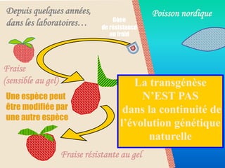 Depuis quelques années,                         Poisson nordique
                                    Gène
dans les laboratoires…          de résistance
                                   au froid




Fraise
(sensible au gel)                        La transgénèse
Une espèce peut                            N’EST PAS
être modifiée par                      dans la continuité de
une autre espèce
                                      l’évolution génétique
                                            naturelle
                    Fraise résistante au gel
 