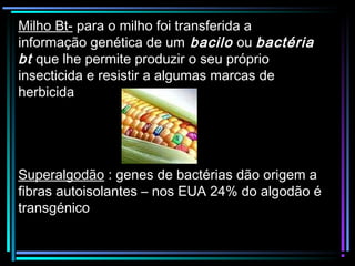 Milho Bt- para o milho foi transferida a
informação genética de um bacilo ou bactéria
bt que lhe permite produzir o seu próprio
insecticida e resistir a algumas marcas de
herbicida
Superalgodão : genes de bactérias dão origem a
fibras autoisolantes – nos EUA 24% do algodão é
transgénico
 