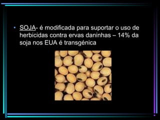 • SOJA- é modificada para suportar o uso de
herbicidas contra ervas daninhas – 14% da
soja nos EUA é transgénica
 