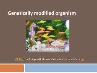 GloFish, the first genetically modified animal to be sold as a pet
Genetically modified organism
 