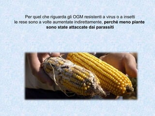 Per quel che riguarda gli OGM resistenti a virus o a insetti
le rese sono a volte aumentate indirettamente, perché meno piante
sono state attaccate dai parassiti
 