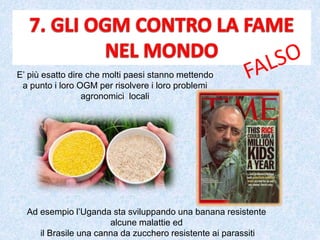 E’ più esatto dire che molti paesi stanno mettendo
a punto i loro OGM per risolvere i loro problemi
agronomici locali
Ad esempio l’Uganda sta sviluppando una banana resistente
alcune malattie ed
il Brasile una canna da zucchero resistente ai parassiti
 