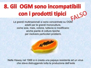 Le grandi multinazionali si sono concentrate su OGM
adatti per le grandi monoculture,
come soia, mais, cotone, tuttavia si modificano
anche piante di colture tipiche
per risolvere particolari problemi.
Nelle Haway nel 1988 si è creata una papaya resistente ad un virus
che stava distruggendo tutta la produzione dell’isola
 