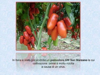 In Italia è stato già prodotto un pomodoro GM San Marzano la cui
coltivazione ormai è molto ridotta
a causa di un virus.
 