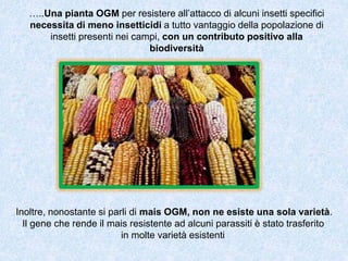 …..Una pianta OGM per resistere all’attacco di alcuni insetti specifici
necessita di meno insetticidi a tutto vantaggio della popolazione di
insetti presenti nei campi, con un contributo positivo alla
biodiversità
Inoltre, nonostante si parli di mais OGM, non ne esiste una sola varietà.
Il gene che rende il mais resistente ad alcuni parassiti è stato trasferito
in molte varietà esistenti
 