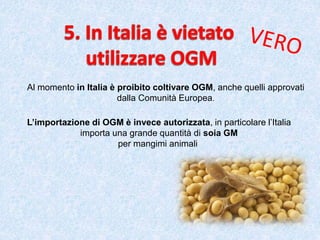 Al momento in Italia è proibito coltivare OGM, anche quelli approvati
dalla Comunità Europea.
L’importazione di OGM è invece autorizzata, in particolare l’Italia
importa una grande quantità di soia GM
per mangimi animali
 