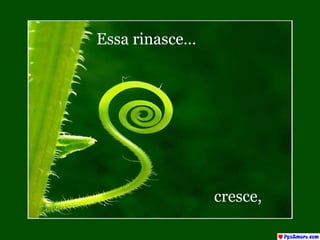 Essa rinasce…  cresce, 