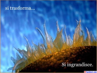 si trasforma... Si ingrandisce. 