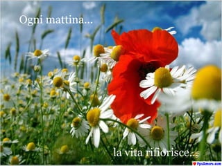 la vita rifiorisce... Ogni mattina... 