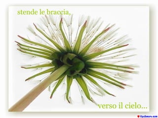 stende le braccia, verso il cielo... 