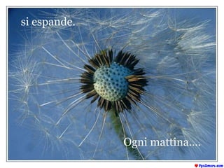 si espande. Ogni mattina.... 