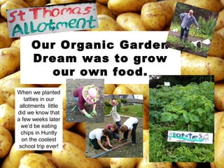 Our Organic Garden
Dream was to grow
our own food.
When we planted
tatties in our
allotments little
did we know that
a few weeks later
we’d be eating
chips in Huntly
on the coolest
school trip ever!
 