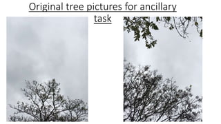 Original tree pictures for ancillary
task
 