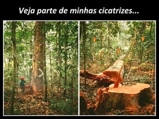 Veja parte de minhas cicatrizes...
 