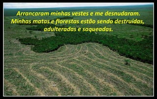 Arrancaram minhas vestes e me desnudaram.
Minhas matas e florestas estão sendo destruídas,
adulteradas e saqueadas.
 