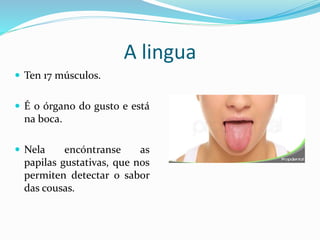 A lingua
 Ten 17 músculos.
 É o órgano do gusto e está
na boca.
 Nela encóntranse as
papilas gustativas, que nos
permiten detectar o sabor
das cousas.
 