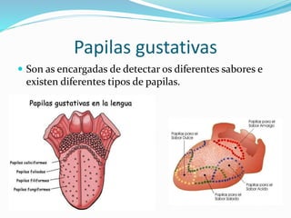 Papilas gustativas
 Son as encargadas de detectar os diferentes sabores e
existen diferentes tipos de papilas.
 
