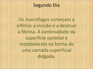 Segundo Dia
Os macrófagos começam a
infiltrar a incisão e a destruir
a fibrina. A continuidade da
superfície epitelial é
restabelecida na forma de
uma camada superficial
delgada.
 