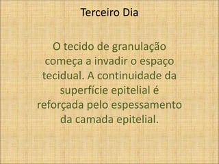 Terceiro Dia
O tecido de granulação
começa a invadir o espaço
tecidual. A continuidade da
superfície epitelial é
reforçada pelo espessamento
da camada epitelial.
 