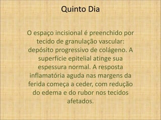 Quinto Dia
O espaço incisional é preenchido por
tecido de granulação vascular:
depósito progressivo de colágeno. A
superfície epitelial atinge sua
espessura normal. A resposta
inflamatória aguda nas margens da
ferida começa a ceder, com redução
do edema e do rubor nos tecidos
afetados.
 