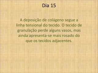Dia 15
A deposição de colágeno segue a
linha tensional do tecido. O tecido de
granulação perde alguns vasos, mas
ainda apresenta-se mais rosado do
que os tecidos adjacentes.
 