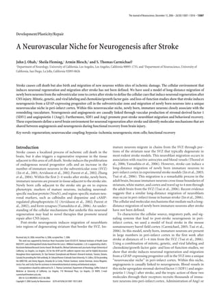 The Journal of Neuroscience, December 13, 2006 • 26(50):13007–13016 • 13007




Development/Plasticity/Repair


A Neurovascular Niche for Neurogenesis after Stroke
John J. Ohab,1 Sheila Fleming,1 Armin Blesch,2 and S. Thomas Carmichael1
1Department of Neurology, University of California, Los Angeles, Los Angeles, California 90095-1735, and 2Department of Neuroscience, University of
California, San Diego, La Jolla, California 92093-0626



Stroke causes cell death but also birth and migration of new neurons within sites of ischemic damage. The cellular environment that
induces neuronal regeneration and migration after stroke has not been defined. We have used a model of long-distance migration of
newly born neurons from the subventricular zone to cortex after stroke to define the cellular cues that induce neuronal regeneration after
CNS injury. Mitotic, genetic, and viral labeling and chemokine/growth factor gain- and loss-of-function studies show that stroke induces
neurogenesis from a GFAP-expressing progenitor cell in the subventricular zone and migration of newly born neurons into a unique
neurovascular niche in peri-infarct cortex. Within this neurovascular niche, newly born, immature neurons closely associate with the
remodeling vasculature. Neurogenesis and angiogenesis are causally linked through vascular production of stromal-derived factor 1
(SDF1) and angiopoietin 1 (Ang1). Furthermore, SDF1 and Ang1 promote post-stroke neuroblast migration and behavioral recovery.
These experiments define a novel brain environment for neuronal regeneration after stroke and identify molecular mechanisms that are
shared between angiogenesis and neurogenesis during functional recovery from brain injury.
Key words: regeneration; neurovascular coupling; hypoxia–ischemia; neurogenesis; stem cells; functional recovery



Introduction                                                                                                            mature neurons migrate in chains from the SVZ through por-
Stroke causes a localized process of ischemic cell death in the                                                         tions of the striatum near the SVZ that typically degenerate in
brain, but it also triggers a regenerative response in the tissue                                                       most rodent stroke models. This neuroblast migration occurs in
adjacent to this area of cell death. Stroke induces the proliferation                                                   association with reactive astrocytes and blood vessels (Thored et
of endogenous neural progenitor cells and an increase in the                                                            al., 2006; Yamashita et al., 2006). However, stroke can induce a
number of immature neurons in the subventricular zone (SVZ)                                                             long-distance migration of newly born immature neurons to
(Jin et al., 2001; Arvidsson et al., 2002; Parent et al., 2002; Zhang                                                   peri-infarct cortex in experimental stroke models (Jin et al., 2003;
et al., 2004). Within the first 2– 4 weeks after stroke, newly born,                                                    Tsai et al., 2006). This migration is a remarkable process in the
immature neurons are present in tissue adjacent to the stroke site.                                                     adult brain, because immature neurons cross tissue boundaries of
Newly born cells adjacent to the stroke site go on to express                                                           striatum, white matter, and cortex and travel up to 4 mm through
phenotypic markers of mature neurons, including neuronal-                                                               the adult brain from the SVZ (Tsai et al., 2006). Recent evidence
specific nuclear protein (NeuN), and region-specific mature neu-                                                        suggests that a similar long-distance migration of neuroblasts
ronal markers, such as calbindin and dopamine and cAMP-                                                                 may occur in peri-infarct tissue in human stroke (Jin et al., 2006).
regulated phosphoprotein-32 (Arvidsson et al., 2002; Parent et                                                          The cellular and molecular mechanisms that mediate such a long-
al., 2002), and form synapses (Yamashita et al., 2006). An under-                                                       distance migration of newly born immature neurons after stroke
standing of the cellular mechanisms that underlie this neuronal                                                         have not been defined.
regeneration may lead to novel therapies that promote neural                                                                To characterize the cellular source, migratory path, and sig-
repair after CNS injury.                                                                                                naling systems that lead to post-stroke neurogenesis in peri-
    Post-stroke neurogenesis induces migration of neuroblasts                                                           infarct cortex, we used a model of focal stroke in the mouse
into regions of degenerating striatum that border the SVZ. Im-                                                          somatosensory barrel field cortex (Carmichael, 2005; Tsai et al.,
                                                                                                                        2006). In this model, newly born, immature neurons are present
                                                                                                                        in large numbers in peri-infarct cortex in the first week after
Received July 24, 2006; revised Nov. 6, 2006; accepted Nov. 7, 2006.
    This work was supported by American Heart Association Grant 0555013Y, National Institutes of Health Grant           stroke at distances of 1– 4 mm from the SVZ (Tsai et al., 2006).
NS053957, and a Distinguished Scholar Award from the Larry L. Hillblom Foundation. J.J.O. is supported by a Ruth L.     Using a combination of mitotic, genetic, and viral labeling and
Kirschstein National Research Service Award. We thank Drs. Michael Sofroniew and Luisa Iruela-Arispe (University of     chemokine/growth factor gain- and loss-of-function studies, we
California, Los Angeles, Los Angeles, CA) for the GFAP and VE-cadherin reporter mice and for helpful discussions        show that stroke induces neuronal regeneration and migration
throughout these experiments, Dr. Dan Dumont (Sunnybrook and Women’s Research Institute, Toronto, Ontario,
Canada) for providing the Tek4 antibody, Dr. Edward Hoover (Colorado State University, Ft. Collins, CO) for providing
                                                                                                                        from a GFAP-expressing progenitor cell in the SVZ into a unique
the AMD3100, and Jimmy Nguyen, Amanda De La Cerda, Pedrom Sioshansi, Justine Overman, Jessica Wagoner,                  “neurovascular niche” in peri-infarct cortex. Within this niche,
Jessica Yan, and Cecily Chan for assistance in immunohistochemical staining and behavioral analysis.                    angiogenesis is casually linked to neurogenesis. Blood vessels in
    Correspondence should be addressed to Dr. S. Thomas Carmichael, Department of Neurology, Geffen School of           this niche upregulate stromal-derived factor 1 (SDF1) and angio-
Medicine at University of California, Los Angeles, 710 Westwood Plaza, Los Angeles, CA 90095. E-mail:
scarmichael@mednet.ucla.edu.
                                                                                                                        poietin 1 (Ang1) after stroke, and the tropic action of these two
    DOI:10.1523/JNEUROSCI.4323-06.2006                                                                                  molecules through their receptors recruits thousands of imma-
Copyright © 2006 Society for Neuroscience 0270-6474/06/2613007-10$15.00/0                                               ture neurons into peri-infarct cortex. Administration of Ang1 or
 