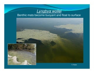 Lyngbya wollei
Benthic mats become buoyant and float to surface




                                         T. Fisher
 