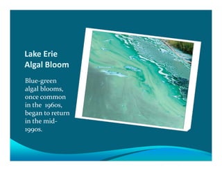 Lake Erie
Algal Bloom
Blue-green
algal blooms,
once common
in the 1960s,
began to return
in the mid-
1990s.
 