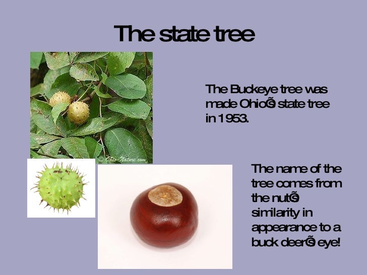 Ohio State Fruit Tree Fruit Trees