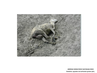 ABEREAK SENDATZEKO GAITASUNA DEKO
Astelehen, eguazten eta barikuetan gurtzen jako..
 