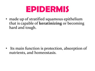 EPIDERMIS
• made up of stratified squamous epithelium
  that is capable of keratinizing or becoming
  hard and tough.




• Its main function is protection, absorption of
  nutrients, and homeostasis.
 