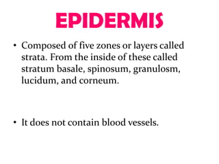 EPIDERMIS
• Composed of five zones or layers called
  strata. From the inside of these called
  stratum basale, spinosum, granulosm,
  lucidum, and corneum.



• It does not contain blood vessels.
 