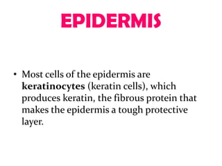 EPIDERMIS

• Most cells of the epidermis are
  keratinocytes (keratin cells), which
  produces keratin, the fibrous protein that
  makes the epidermis a tough protective
  layer.
 