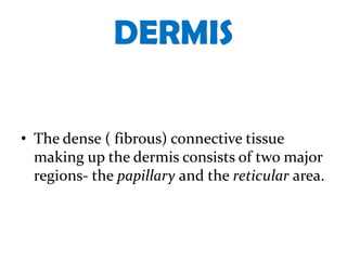 DERMIS

• The dense ( fibrous) connective tissue
  making up the dermis consists of two major
  regions- the papillary and the reticular area.
 