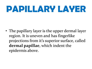PAPILLARY LAYER

• The papillary layer is the upper dermal layer
  region. It is uneven and has fingerlike
  projections from it’s superior surface, called
  dermal papillae, which indent the
  epidermis above.
 