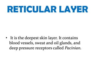 RETICULAR LAYER

• It is the deepest skin layer. It contains
  blood vessels, sweat and oil glands, and
  deep pressure receptors called Pacinian.
 