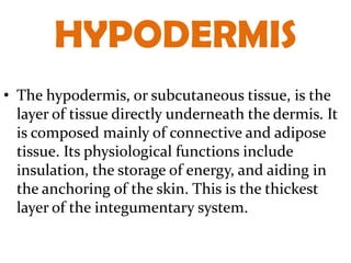 HYPODERMIS
• The hypodermis, or subcutaneous tissue, is the
  layer of tissue directly underneath the dermis. It
  is composed mainly of connective and adipose
  tissue. Its physiological functions include
  insulation, the storage of energy, and aiding in
  the anchoring of the skin. This is the thickest
  layer of the integumentary system.
 