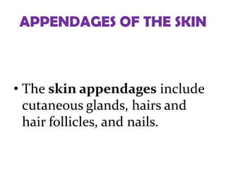APPENDAGES OF THE SKIN



• The skin appendages include
  cutaneous glands, hairs and
  hair follicles, and nails.
 