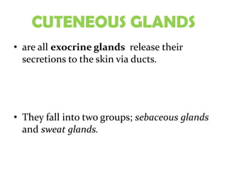 CUTENEOUS GLANDS
• are all exocrine glands release their
  secretions to the skin via ducts.




• They fall into two groups; sebaceous glands
  and sweat glands.
 