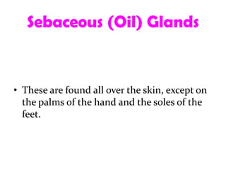 Sebaceous (Oil) Glands


• These are found all over the skin, except on
  the palms of the hand and the soles of the
  feet.
 