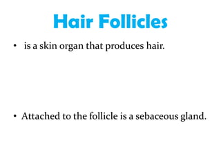 Hair Follicles
• is a skin organ that produces hair.




• Attached to the follicle is a sebaceous gland.
 