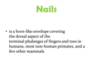 Nails

• is a horn-like envelope covering
  the dorsal aspect of the
  terminal phalanges of fingers and toes in
  humans, most non-human primates, and a
  few other mammals
 